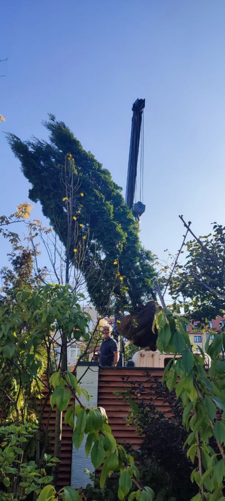 Посадка крупномеров