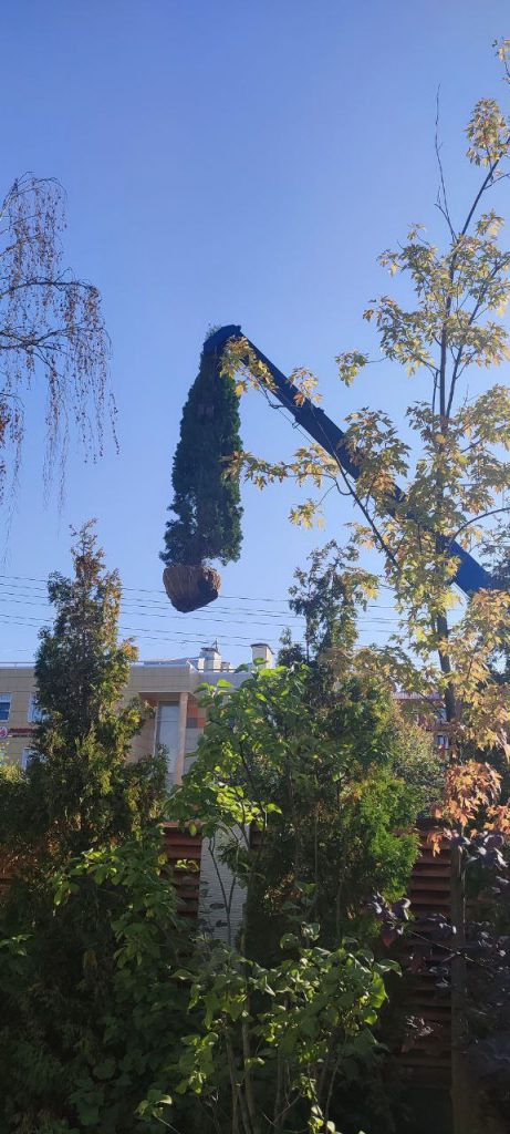 Посадка крупномеров