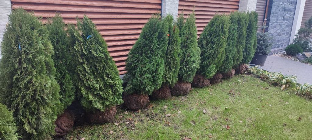 Посадка растений