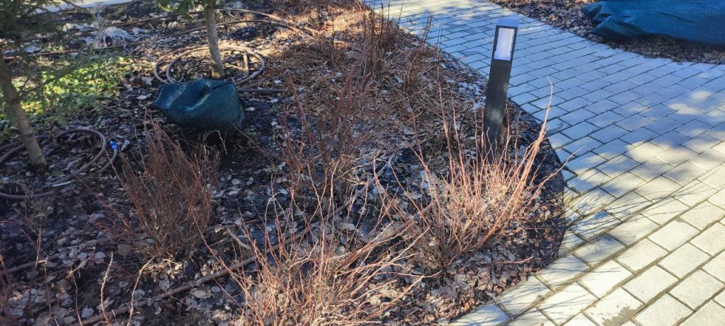 Обрезка декоративных лиственных деревьев и кустарников