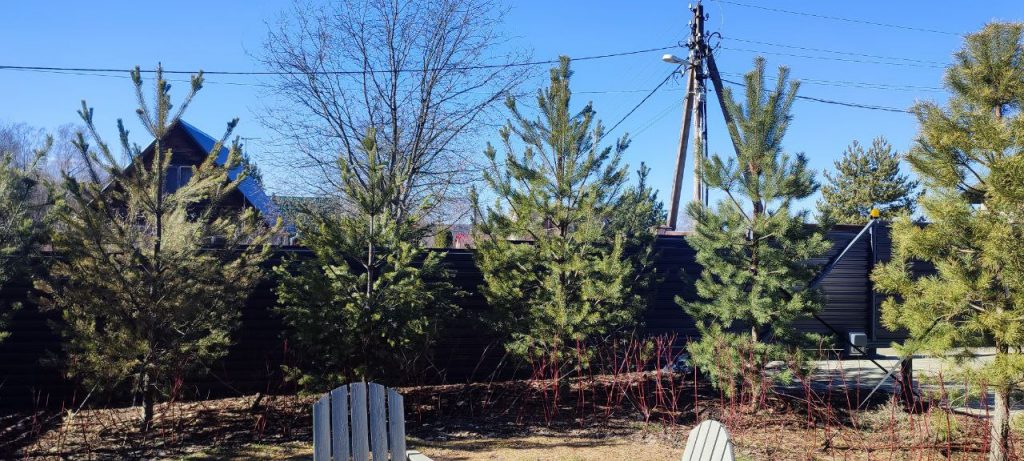 Посадка крупномеров