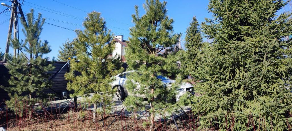 Посадка крупномеров