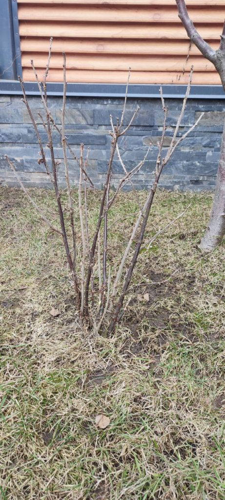 Обрезка плодово-ягодных кустарников