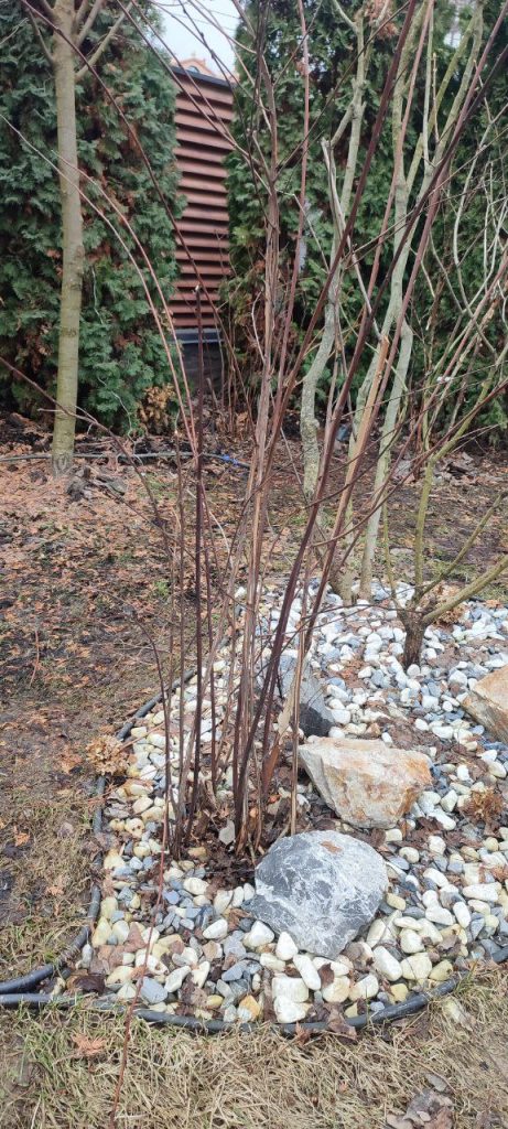 Обрезка плодово-ягодных кустарников