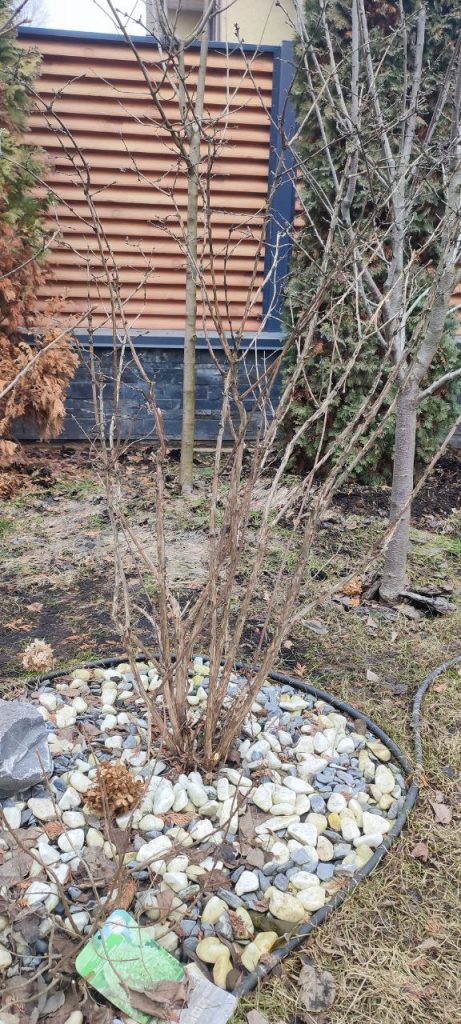 Обрезка плодово-ягодных кустарников