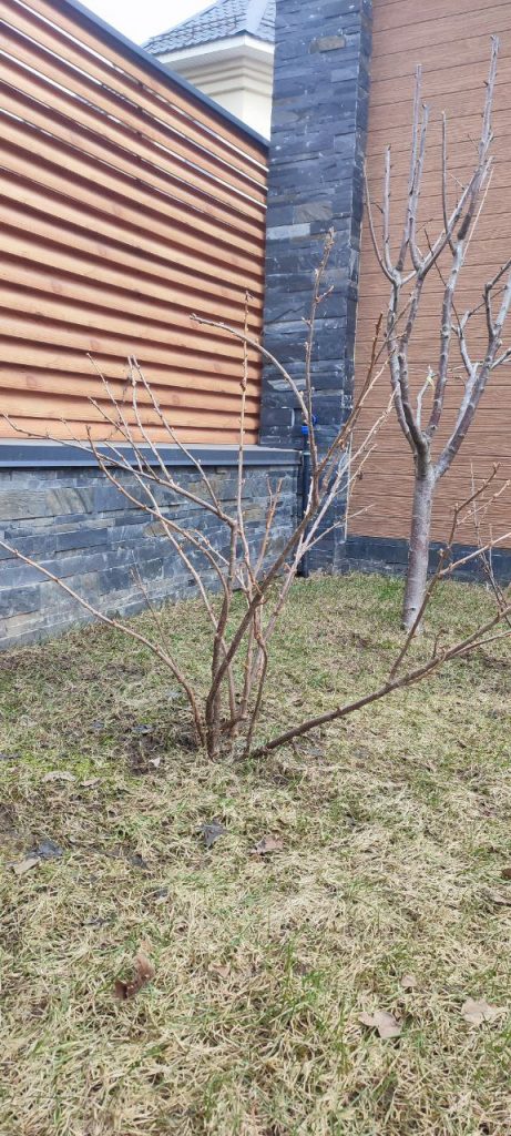 Обрезка плодово-ягодных кустарников