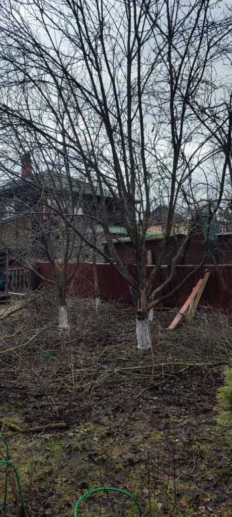 Обрезка плодовых деревьев