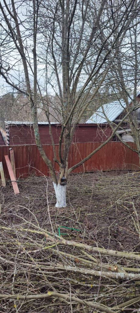 Обрезка плодовых деревьев