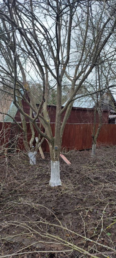 Обрезка плодовых деревьев