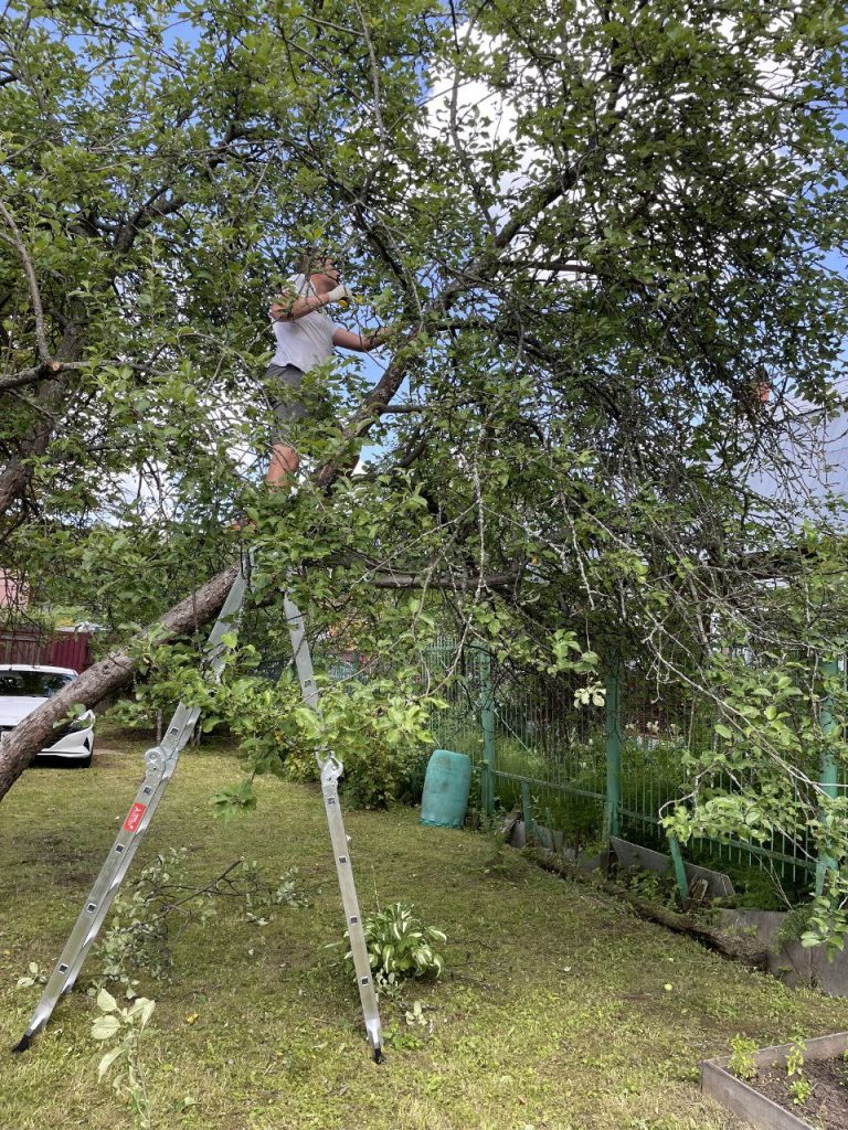 Обрезка плодовых деревьев