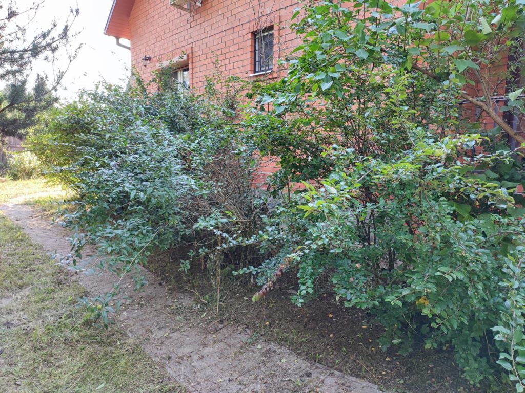 Стрижка живой изгороди