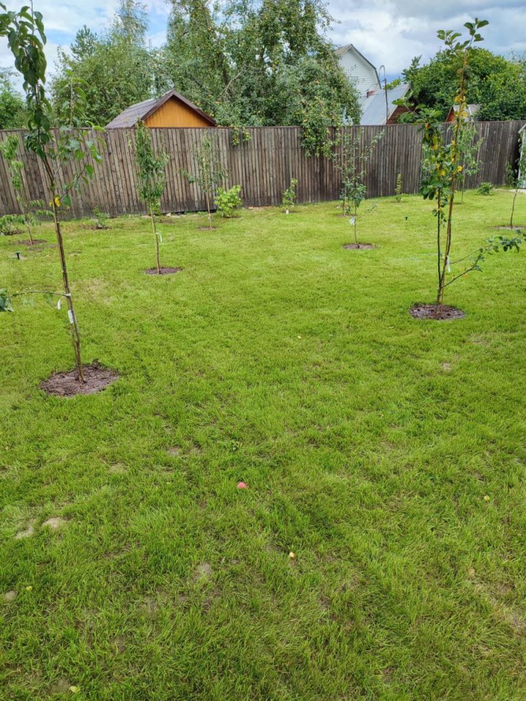 Посадка плодовых деревьев