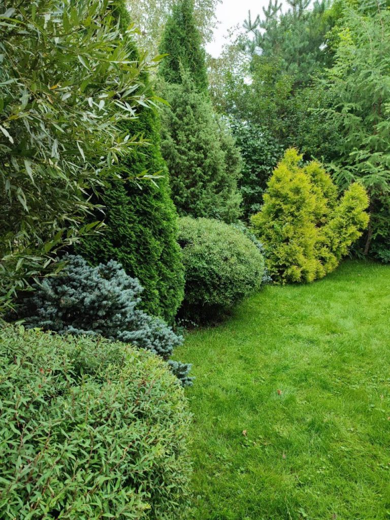 Обрезка декоративных лиственных деревьев и кустарников