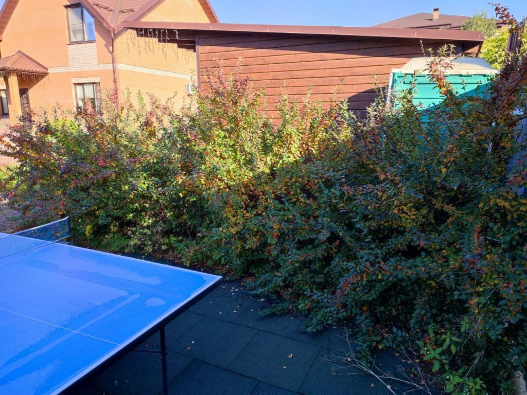 Стрижка живой изгороди