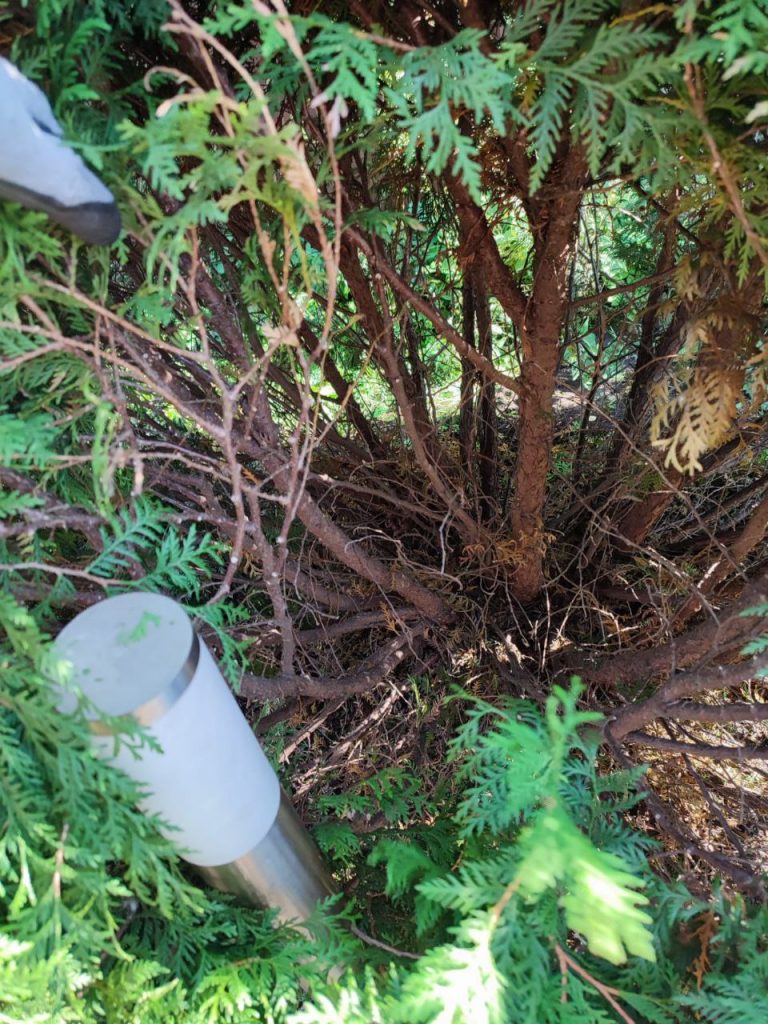 Санитарная чистка хвойных растений