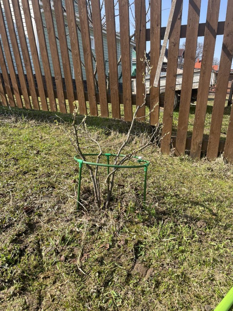 Обрезка плодово-ягодных кустарников