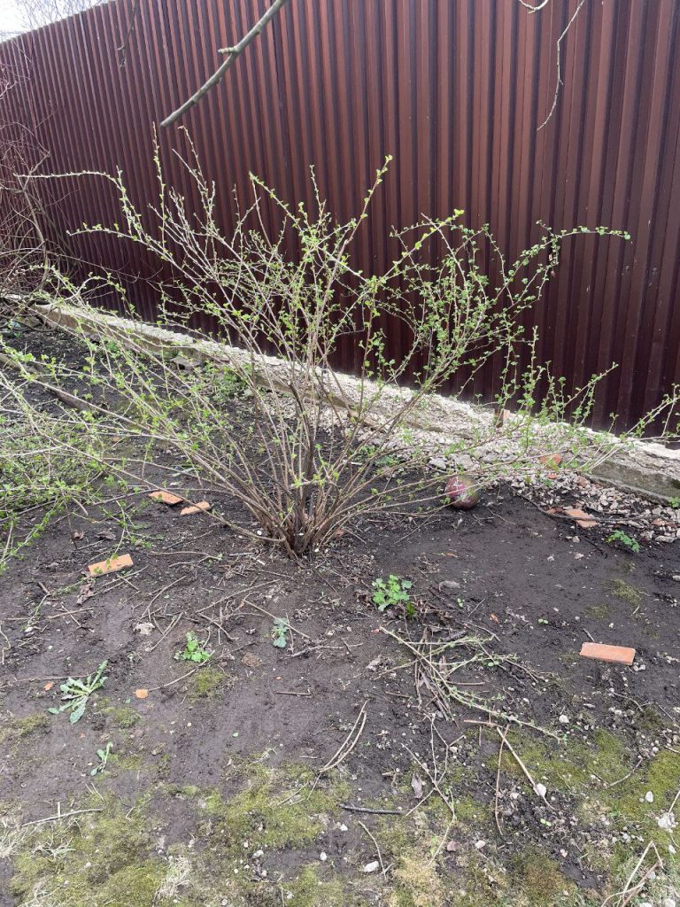 Обрезка плодово-ягодных кустарников