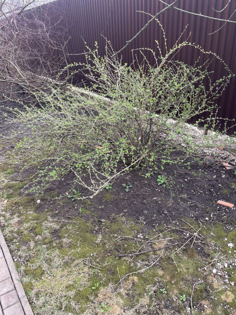 Обрезка плодово-ягодных кустарников