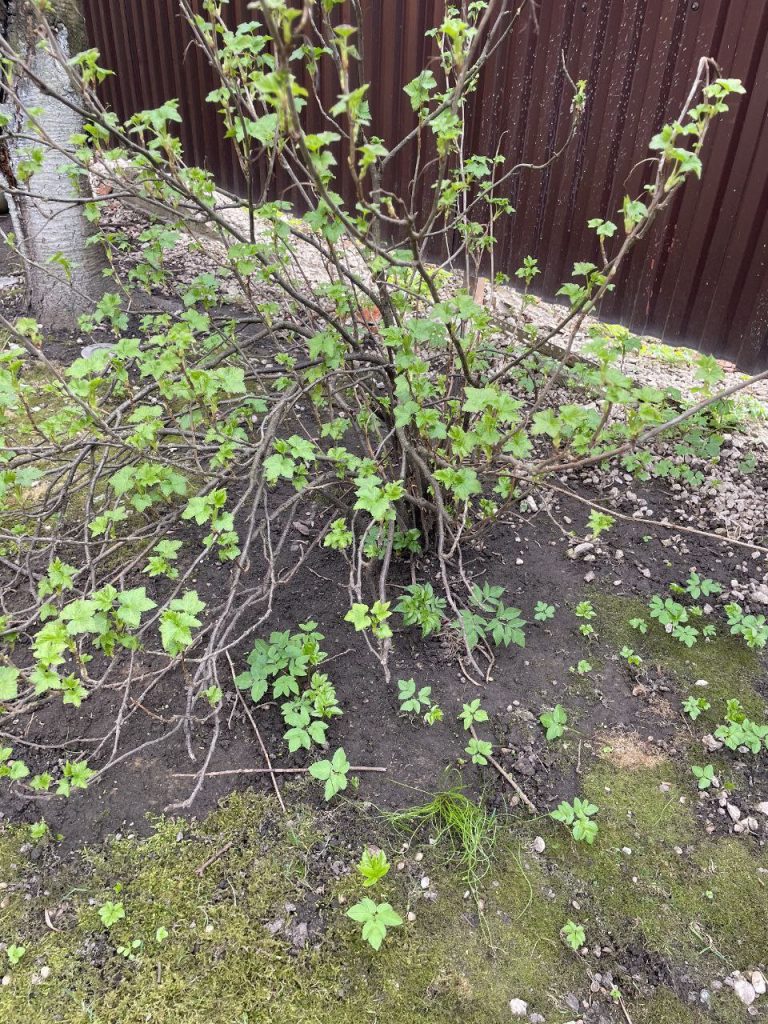 Обрезка плодово-ягодных кустарников