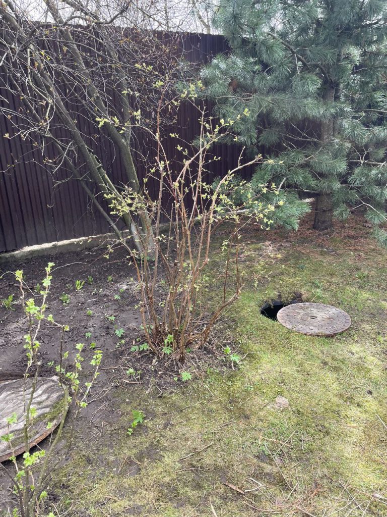 Обрезка плодово-ягодных кустарников