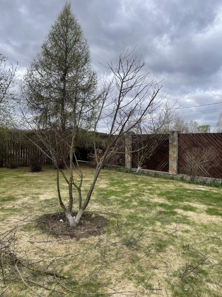 Обрезка плодовых деревьев