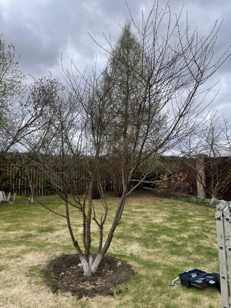 Обрезка плодовых деревьев