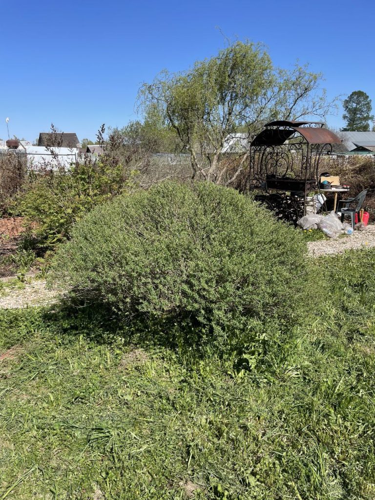 Обрезка декоративных лиственных деревьев и кустарников