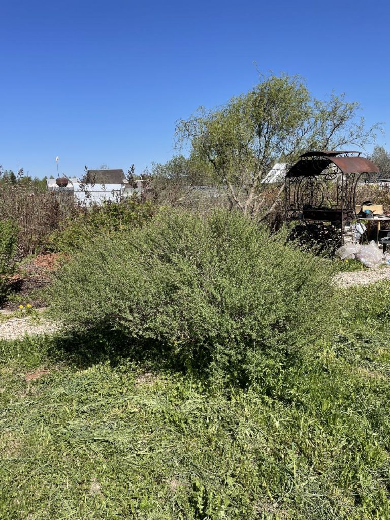 Обрезка декоративных лиственных деревьев и кустарников