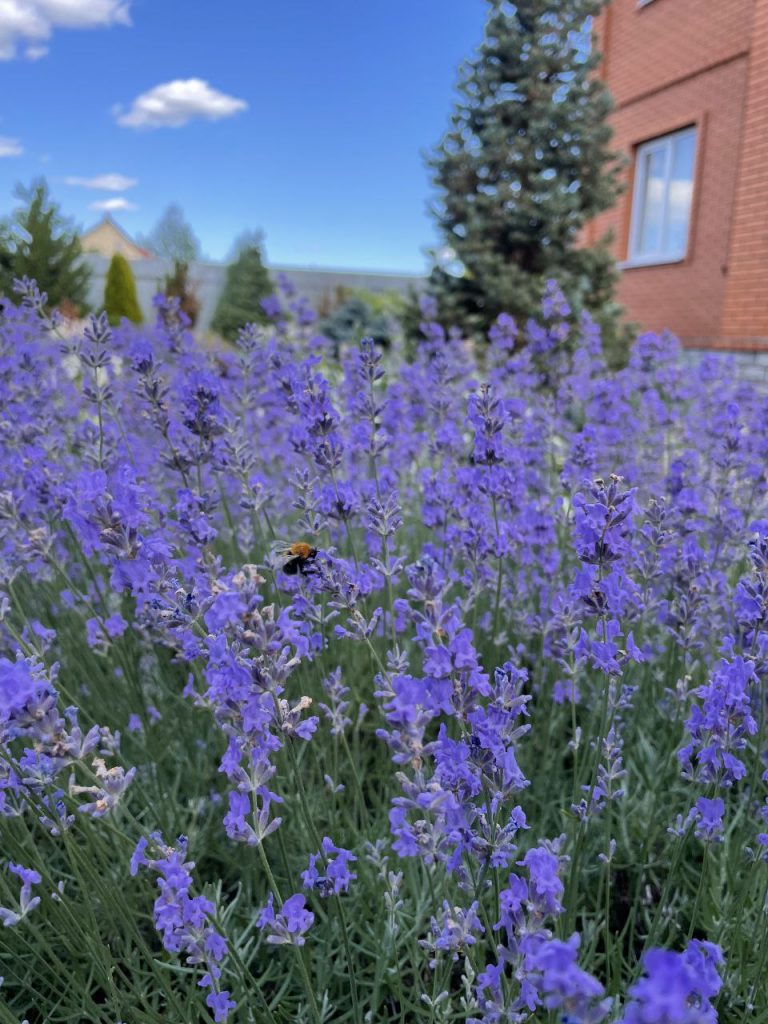 Создание цветников из многолетников