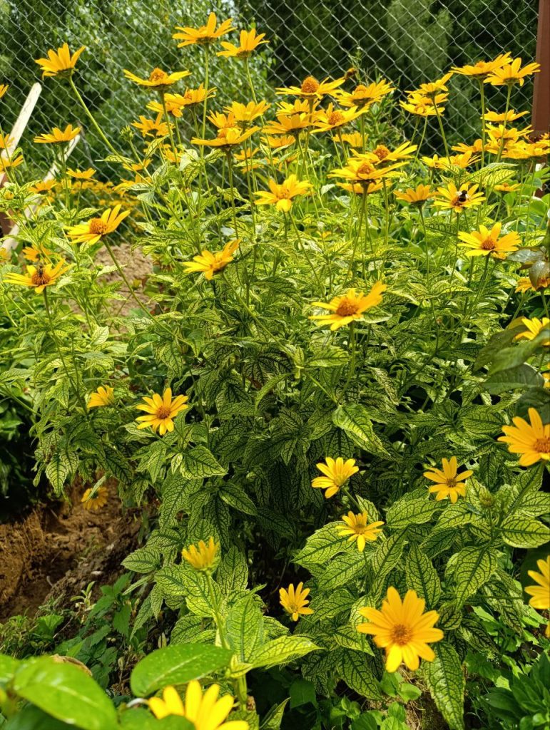 Создание цветников из многолетников