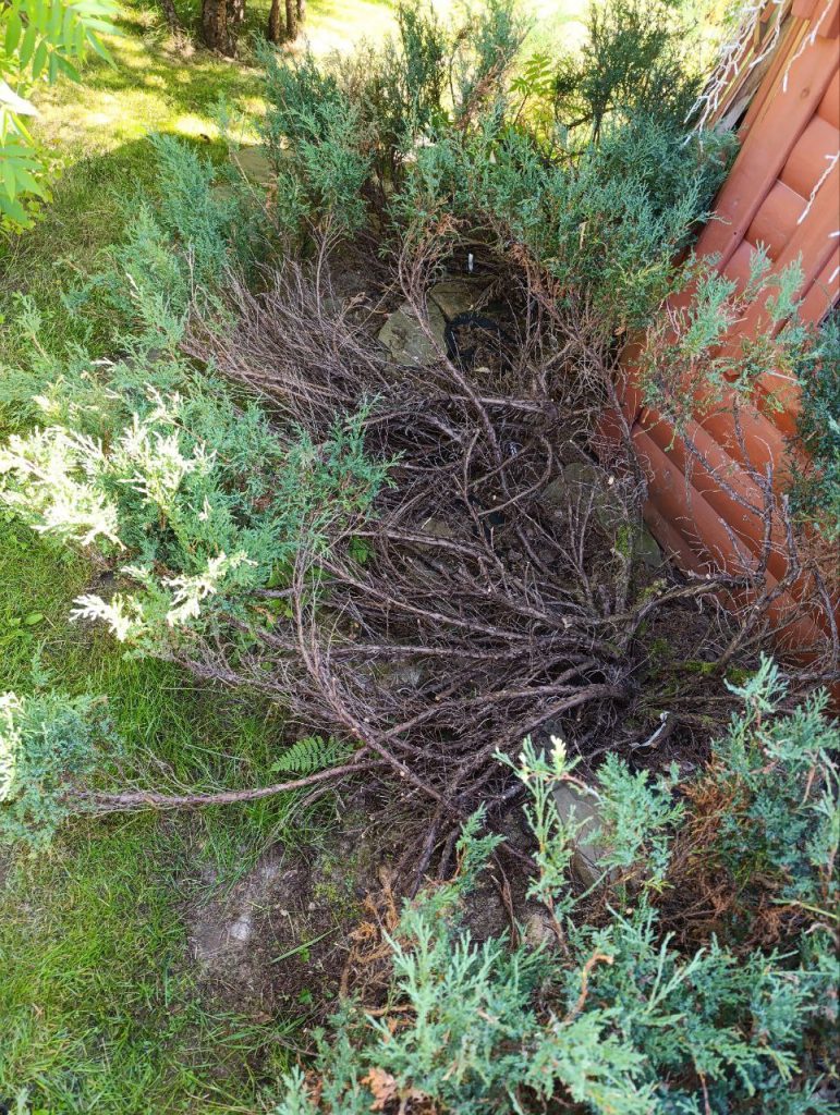 Санитарная чистка хвойных растений