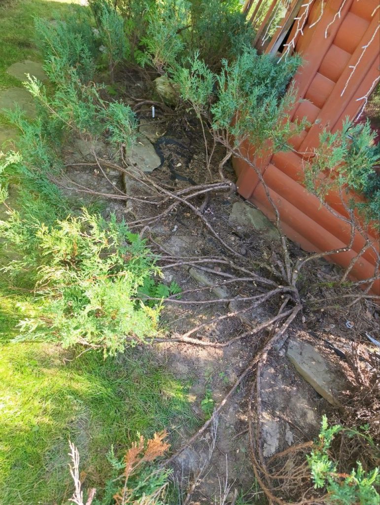 Санитарная чистка хвойных растений