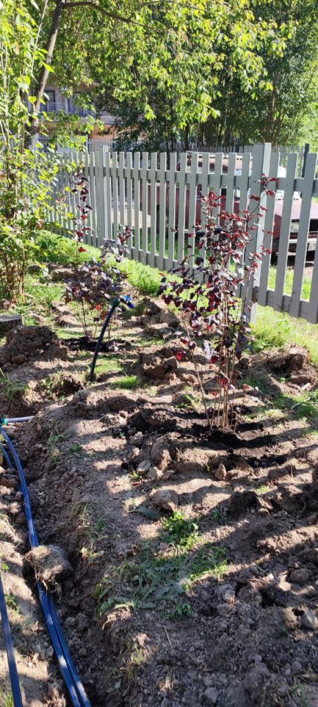 Посадка деревьев и кустарников