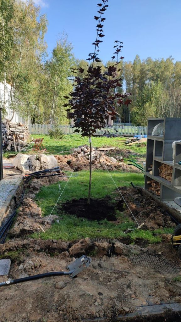 Посадка деревьев и кустарников