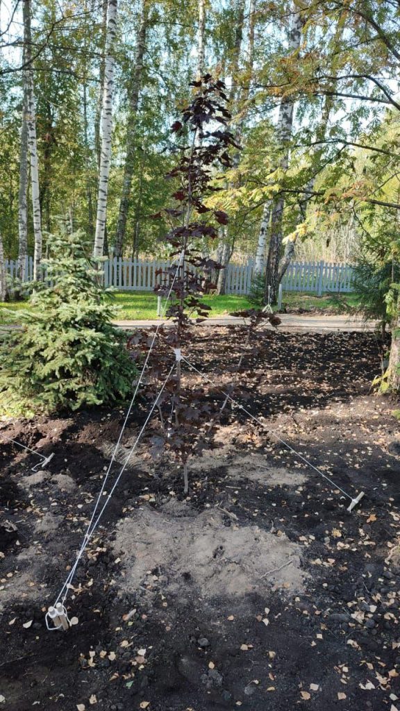 Посадка деревьев и кустарников