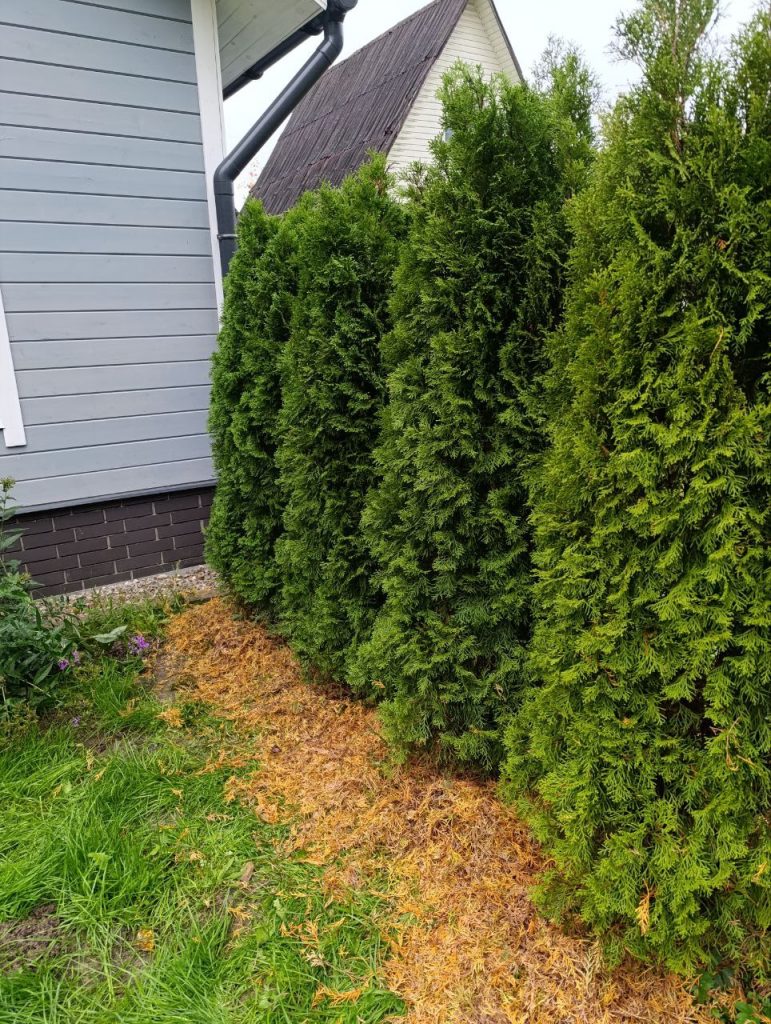 Санитарная чистка хвойных растений