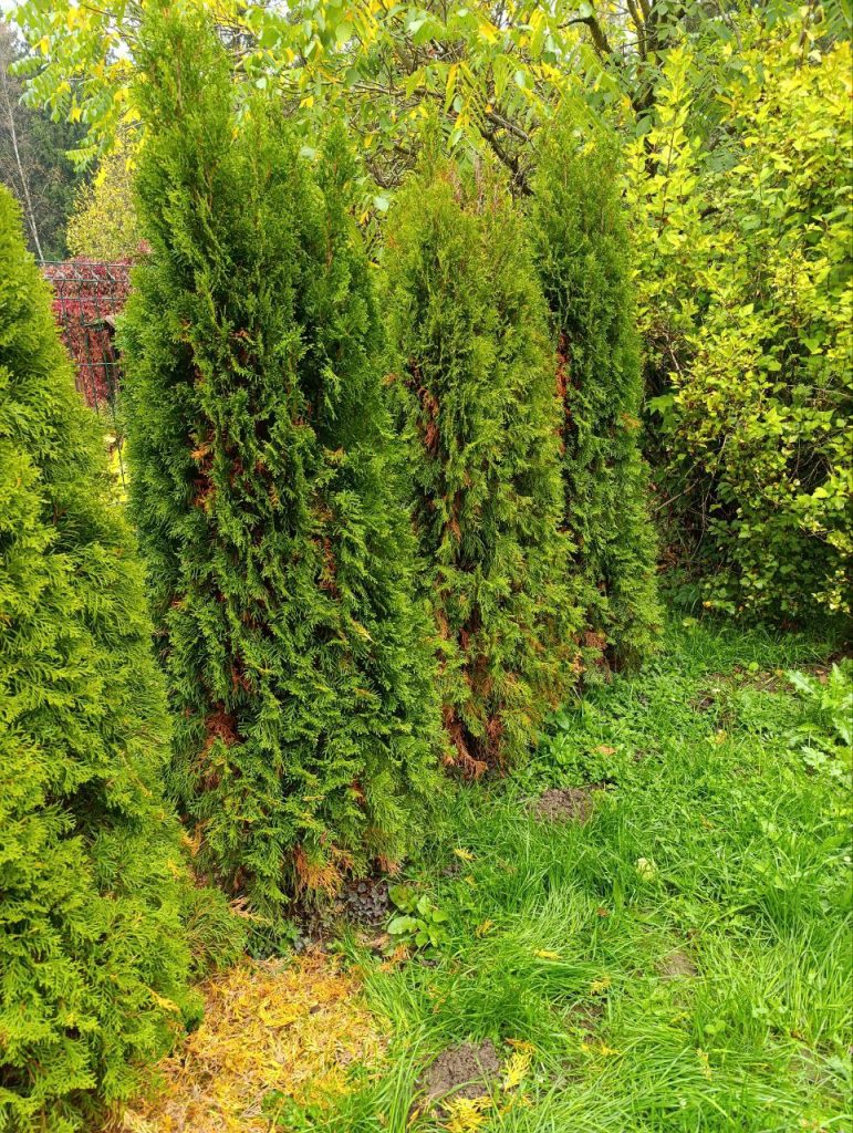 Санитарная чистка хвойных растений