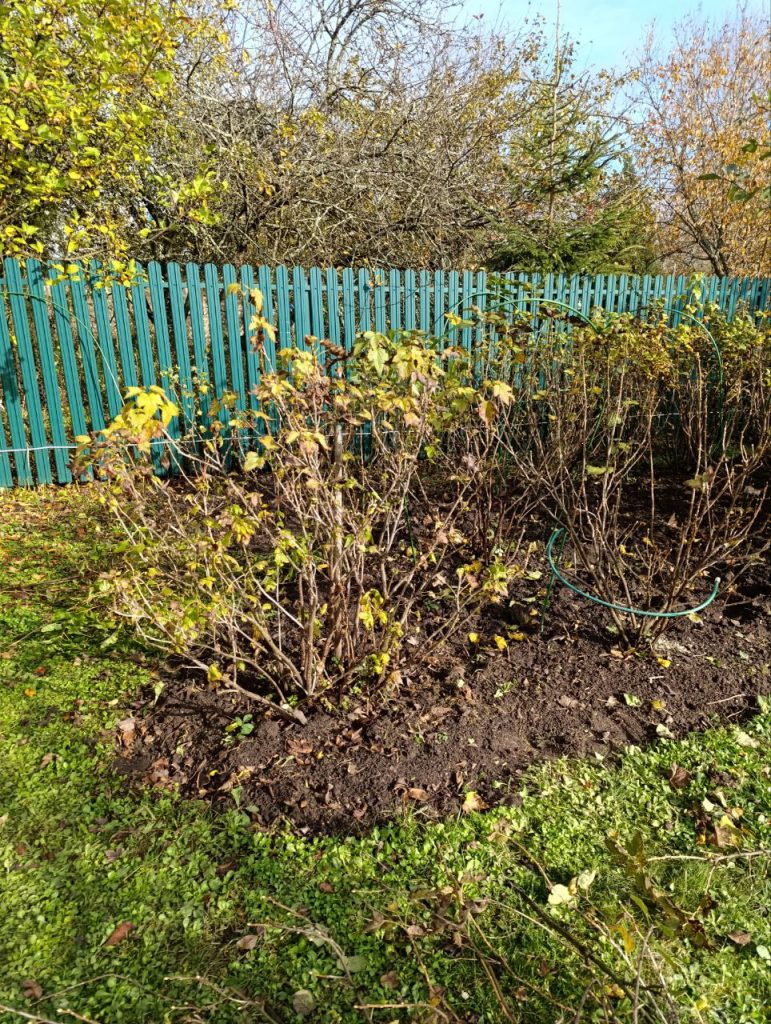 Обрезка плодово-ягодных кустарников