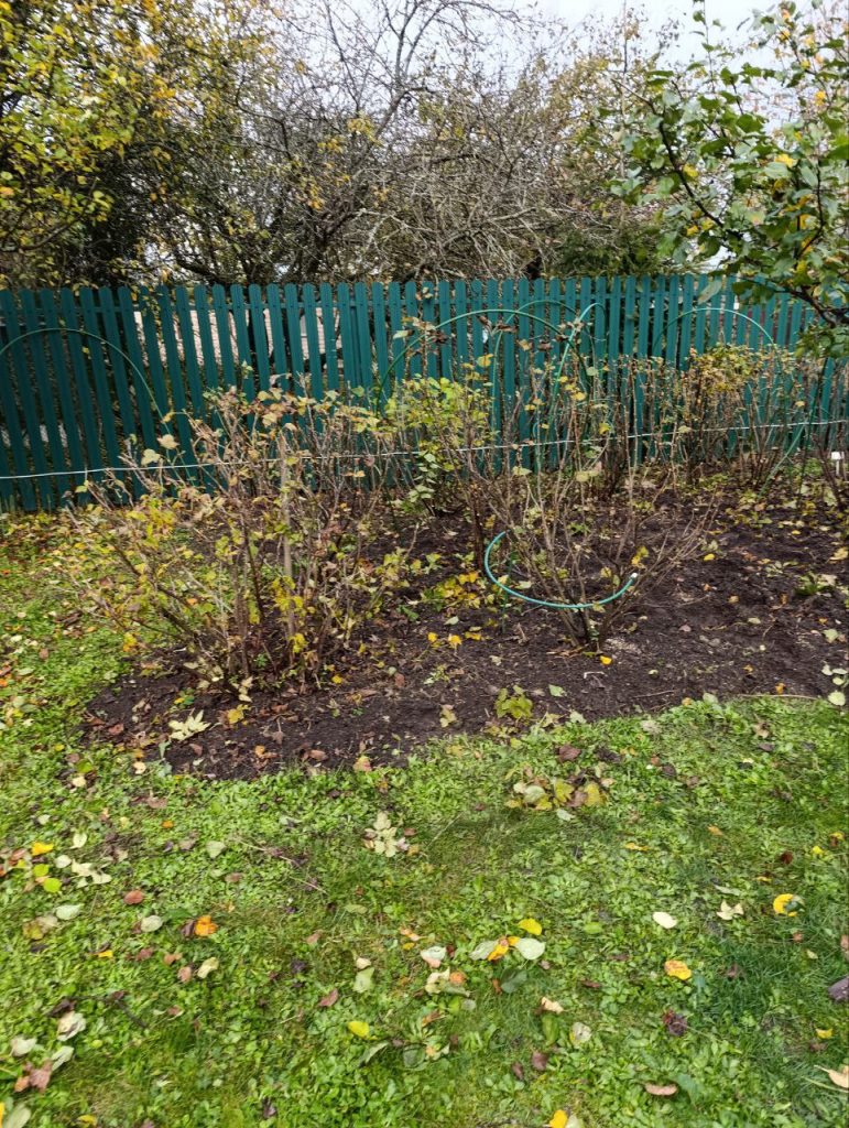 Обрезка плодово-ягодных кустарников