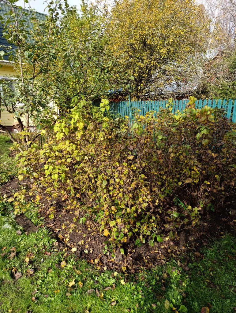 Обрезка плодово-ягодных кустарников