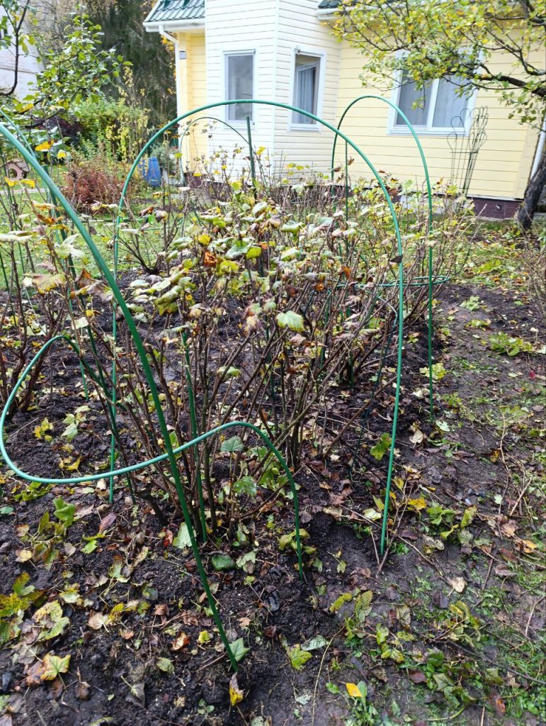 Обрезка плодово-ягодных кустарников