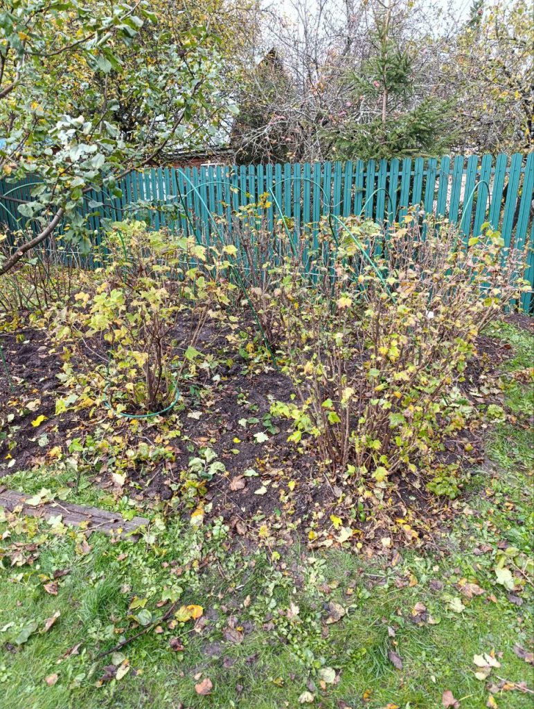 Обрезка плодово-ягодных кустарников