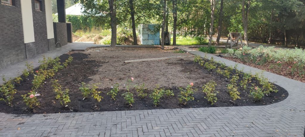 Проектирование и посадка розария