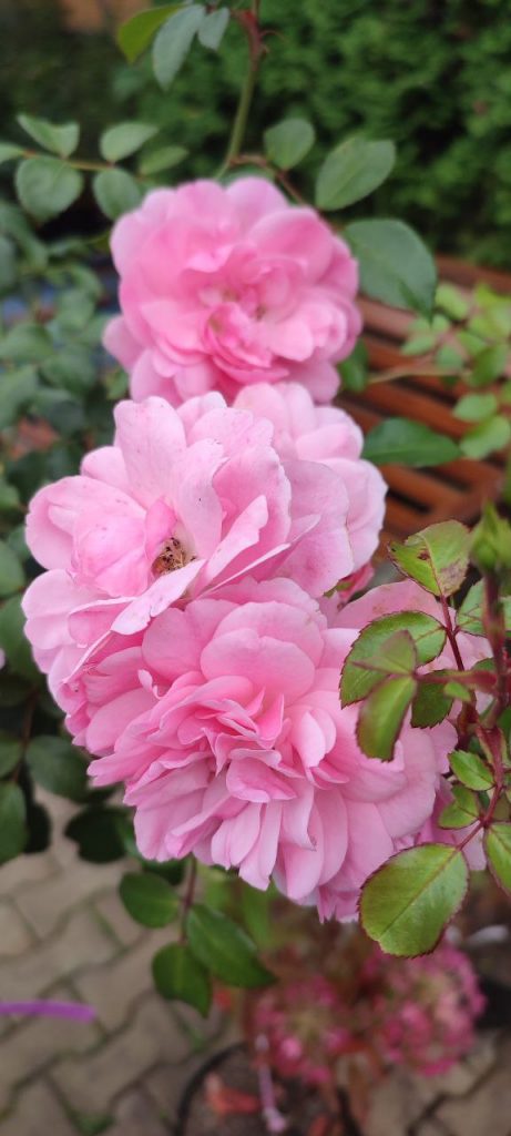 Проектирование и посадка розария