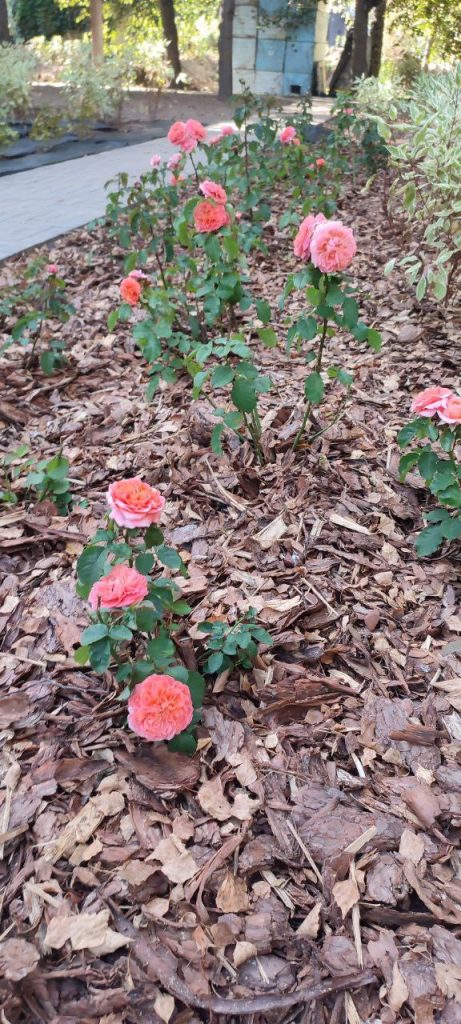 Проектирование и посадка розария