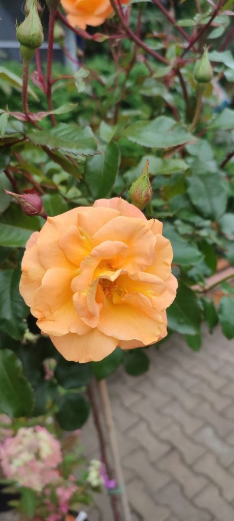 Проектирование и посадка розария