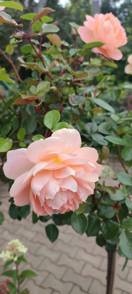 Проектирование и посадка розария