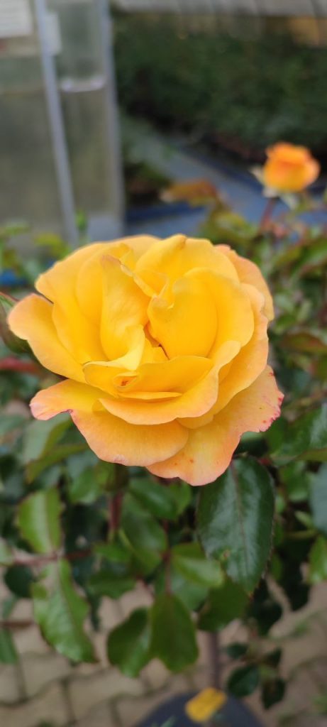 Проектирование и посадка розария